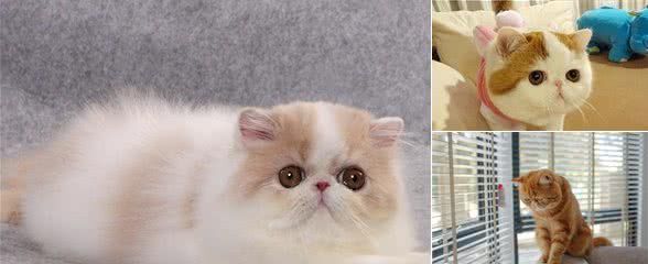 异国短毛猫的常见病有哪些?