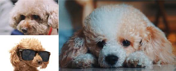 贵宾犬(泰迪)常见5种眼病,主人早发现,狗狗的眼睛才不会受伤