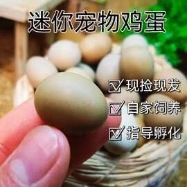 宠物鸡受精蛋可孵化种蛋迷你网红小鸡蛋卢丁鸡受精种蛋全色德系礼