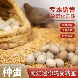 迷你观赏网红小鸡种蛋受精蛋可孵化蛋宠物鸡可孵活物德系白礼服