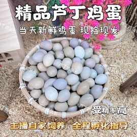 芦丁种蛋受精蛋可孵化阳台迷你宠物鸡纯白瓦灰礼服蛋包邮