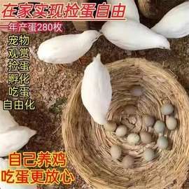 ly网红芦丁鸡幼鸡活物宠物鸡全色系家养宠物40-60天成鸡受精蛋可