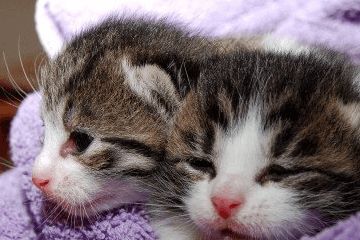 猫的品种大全带名字