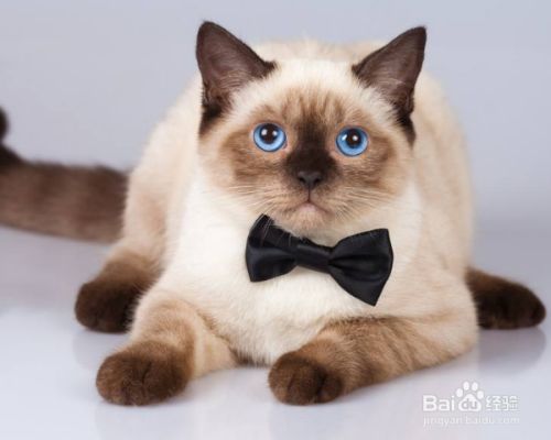 猫咪的品种分类？