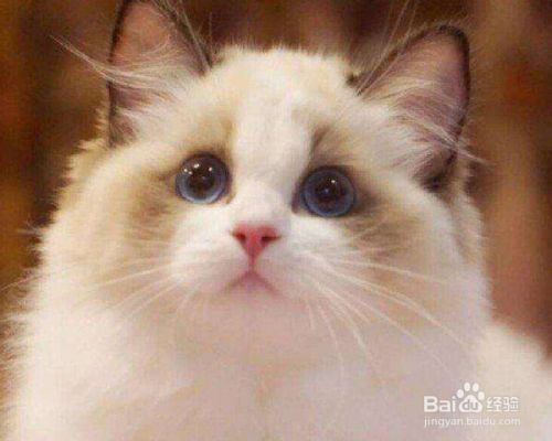 猫咪的品种分类？
