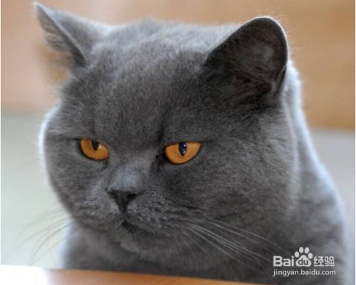 猫咪的品种分类？