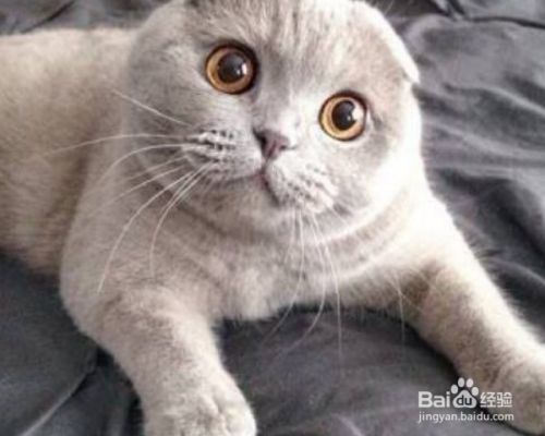 猫咪的品种分类？