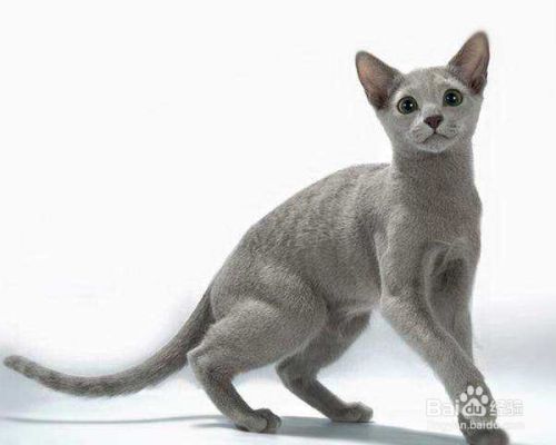 猫咪的品种分类？