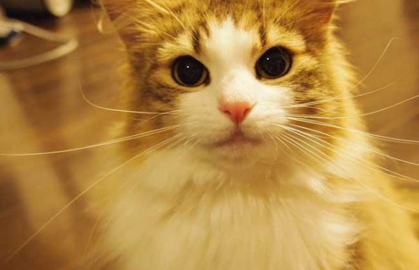 宠物猫品种大全