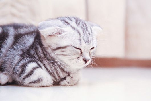 宠物猫品种大全