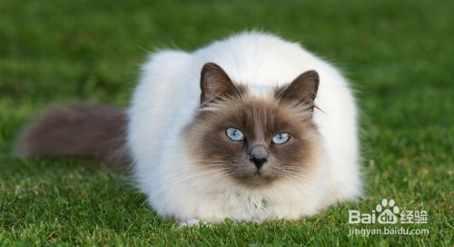 盘点古老的猫咪品种，个个都是“老顽童”！