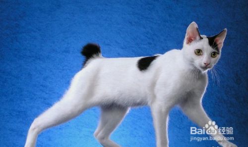 盘点古老的猫咪品种，个个都是“老顽童”！