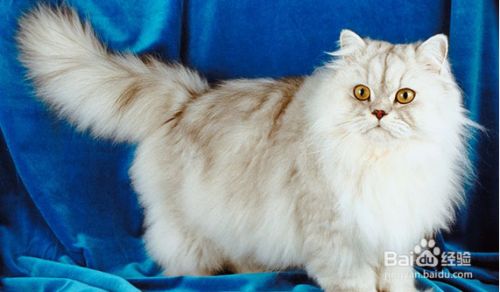 盘点古老的猫咪品种，个个都是“老顽童”！