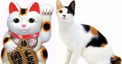 盘点古老的猫咪品种，个个都是“老顽童”！