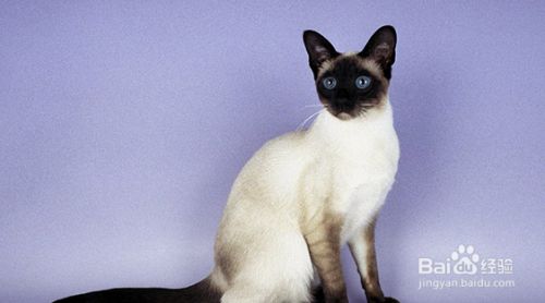 盘点古老的猫咪品种，个个都是“老顽童”！