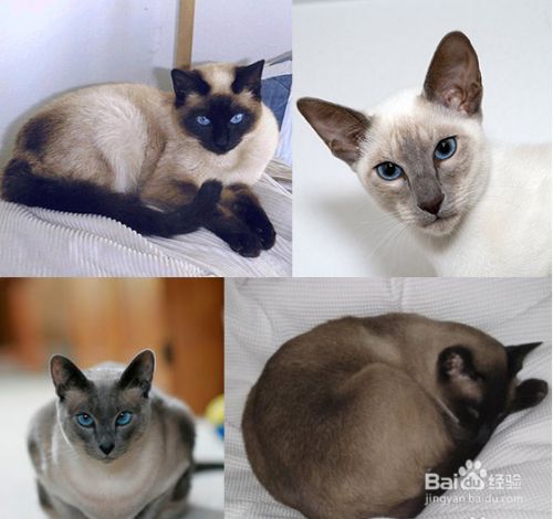 盘点古老的猫咪品种，个个都是“老顽童”！