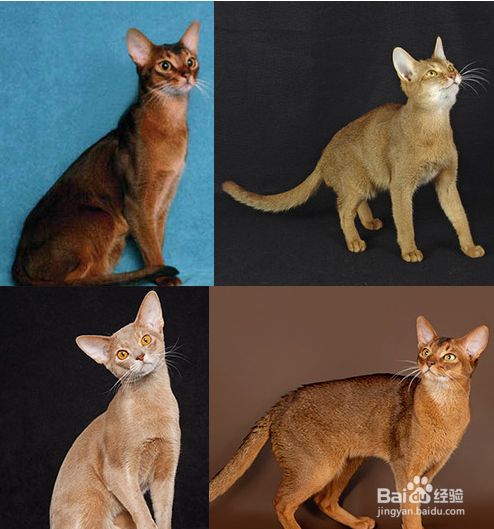 盘点古老的猫咪品种，个个都是“老顽童”！