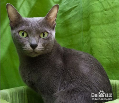盘点古老的猫咪品种，个个都是“老顽童”！