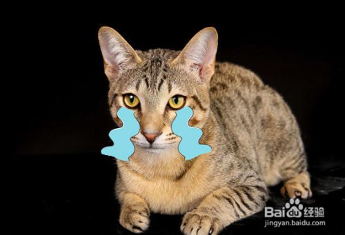 盘点古老的猫咪品种，个个都是“老顽童”！
