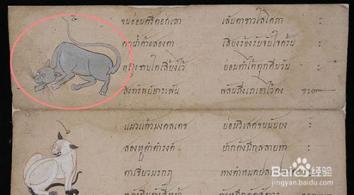 盘点古老的猫咪品种，个个都是“老顽童”！