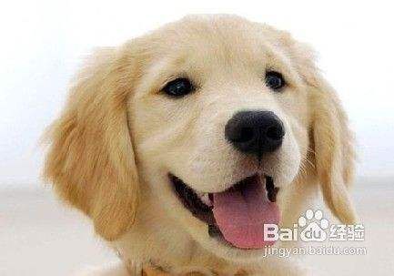 怎样改掉狗狗吃便便的习惯