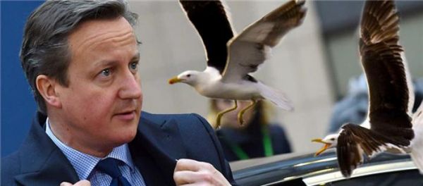 英国的海鸥