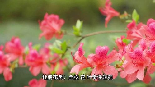 警惕：对猫咪造成危害的家养植物