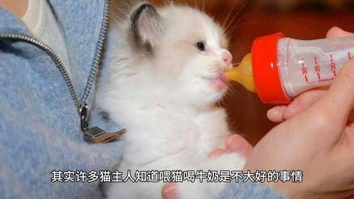 给猫咪喝牛奶好吗？
