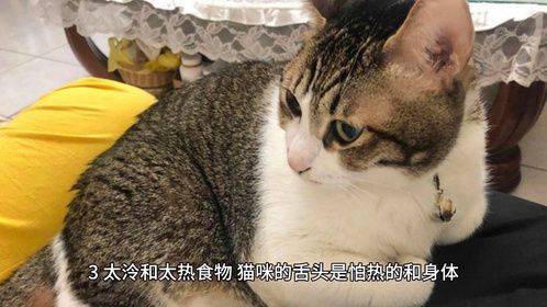 爱猫喂食和饮食需知