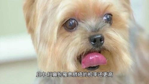 二手烟也会伤害猫狗