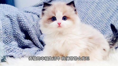 其实一只猫大早上“叫醒你”，原因有这些！