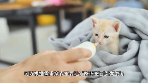 如何预防猫咪腹泻？
