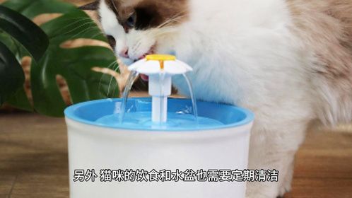 猫咪免疫力低。这些小技巧能增强免疫力！