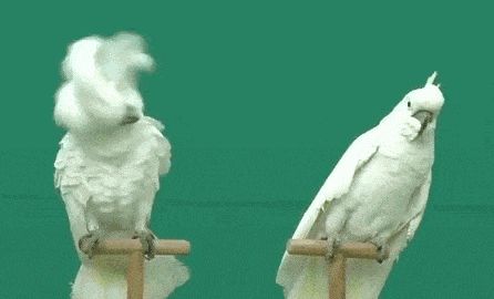 搞笑图片：沙雕动物表情包动图
