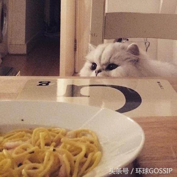 猫猫狗狗的奢华日常饮食，蔬菜，奶酪，各式肉类，扎心了，宠物们吃的比我都好！