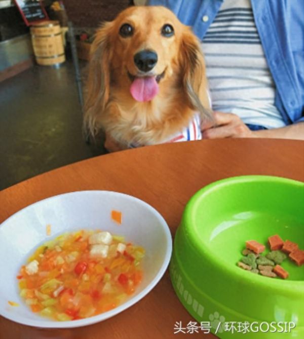 猫猫狗狗的奢华日常饮食，蔬菜，奶酪，各式肉类，扎心了，宠物们吃的比我都好！