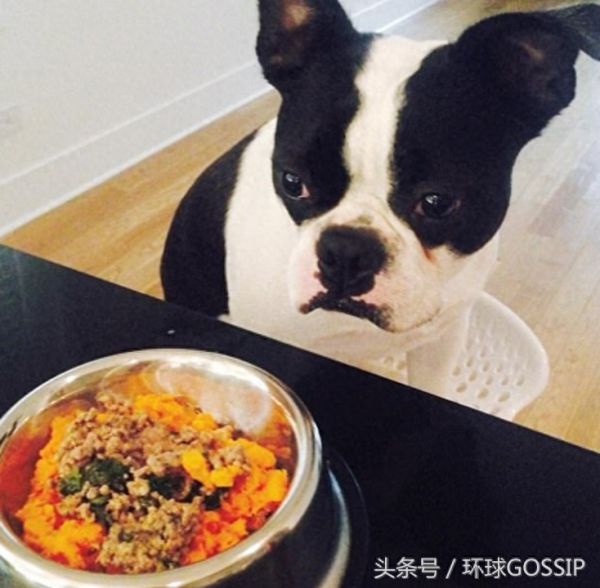 猫猫狗狗的奢华日常饮食，蔬菜，奶酪，各式肉类，扎心了，宠物们吃的比我都好！
