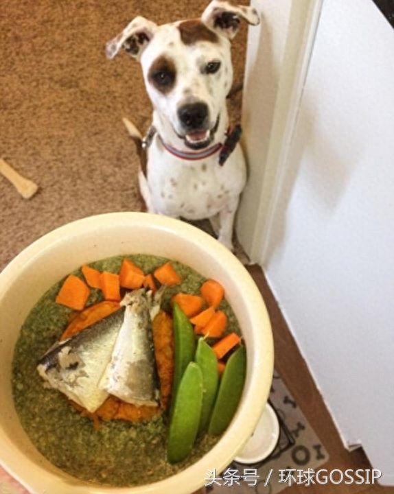 猫猫狗狗的奢华日常饮食，蔬菜，奶酪，各式肉类，扎心了，宠物们吃的比我都好！