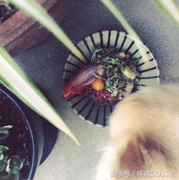 猫猫狗狗的奢华日常饮食，蔬菜，奶酪，各式肉类，扎心了，宠物们吃的比我都好！