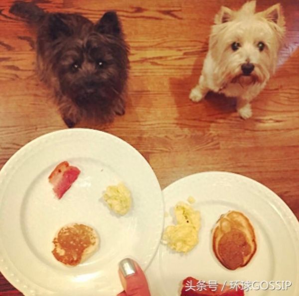 猫猫狗狗的奢华日常饮食，蔬菜，奶酪，各式肉类，扎心了，宠物们吃的比我都好！