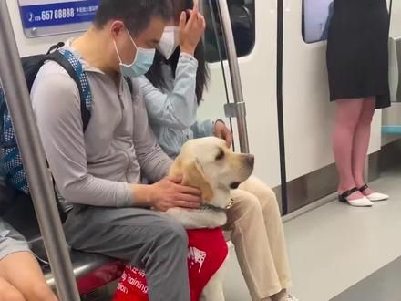 为啥那些优秀的犬种不能当导盲犬呢？ #导盲犬 #拉布拉多 #宠物知识 #萌宠出道计划