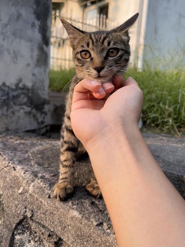 宜昌小猫找领养！宜昌！小猫领养 ＃流浪猫领养 ＃流浪小奶猫 ＃捡猫 年龄：估计4个多月性别：弟弟 情况：很活泼亲人不咬人，之前被人养过 领养条件：1、宜昌本地 2、家里之前养过猫的优先 3、未成年勿扰 4、有固定居所 稳定收入 有耐心喜欢小猫 封窗封阳台 希望大家可以帮忙多转发一下！#猫咪 #流浪猫 #关注流浪猫