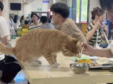 小猫后续，被小哥投喂辣。视频是当时觉得很可爱拍的。如果入镜的小哥介意的话私信我 @舔狗86号 喂猫小哥 #携程国庆抢票神器 #国庆抢票进度早知道 #上携程预测放票概率 #上携程买英欧韩火车票 #抢票还得是携程