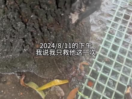 他们都说：我只救你一次 一次就是一辈子#流浪猫 #猫 #台风#可怜的孩子让人心疼 #救助流浪动物