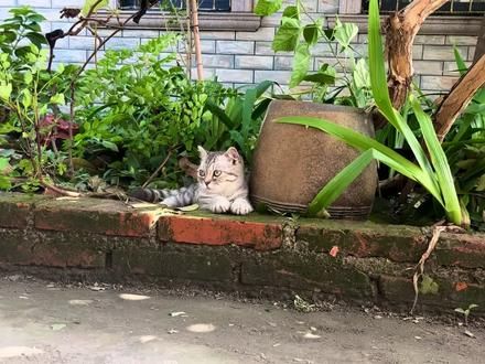 人们总说养它无用 可它不会离开我#小猫是平淡生活的解药