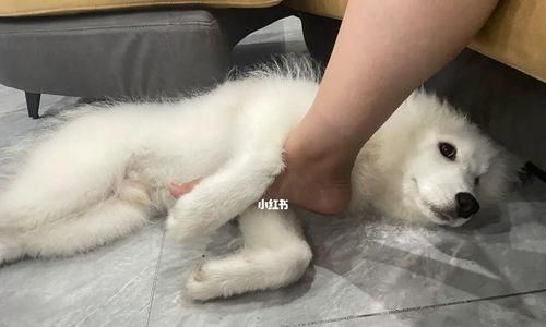 狗狗大腿内侧39.1度，你需要知道的一切（从宠物健康到日常护理）
