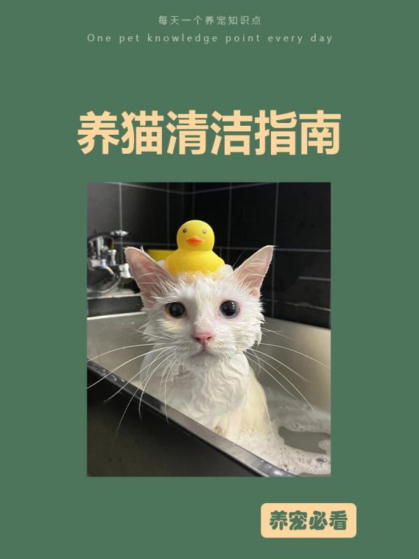猫猫清洁指南#萌宠 #猫咪 #科普一下 #科学养宠攻略 #猫咪清洁