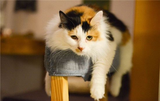 新手养猫攻略 第一次养猫你准备好了吗
