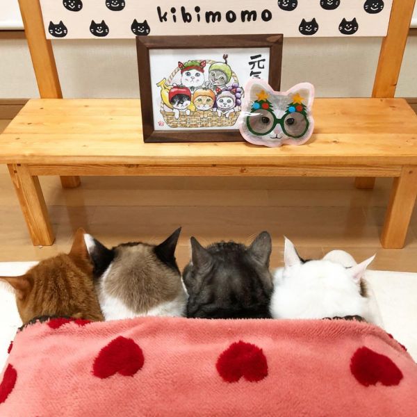 可爱猫咪头像图片|宠物猫的精致日常