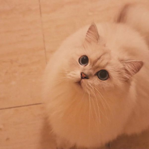 漂亮的宠物猫咪头像图片